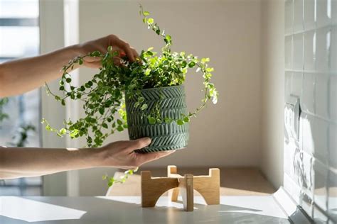 避邪擋煞植物|避邪挡煞植物有哪些？认识7种避邪植物，为居家带来。